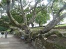 Chêne pédonculé, arbre remarquable, port de Ste Marine.